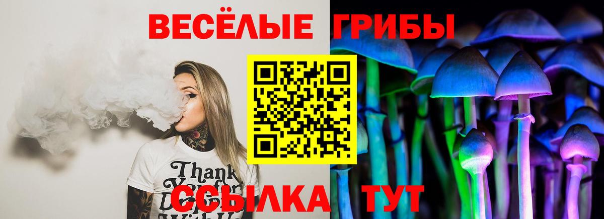 где купить наркоту  Псилоцибиновые грибы Cubensis  Вход с VPN  Новоалександровск 